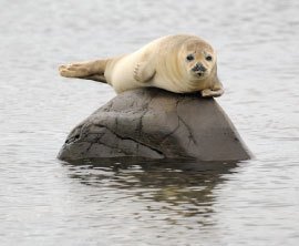 Seal Swim Kaikoura image 1