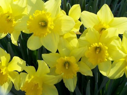 Kerikeri Daffodil World image 1