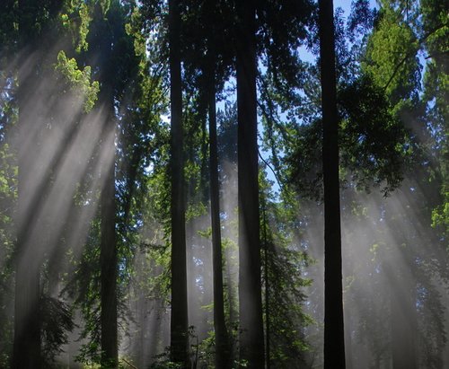 Big Redwoods Track image 2