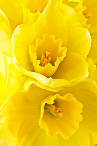 Carterton Daffodil Festival image 1