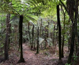 Puketi Recreation Area image 1