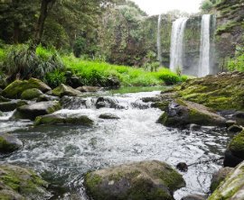 Whangarei Falls image 1