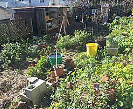 Kai o Te Aro Community Garden image 1