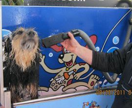 Canterbury Car and Dog Wash image 1
