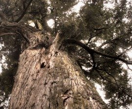 Big Tree Walk image 2