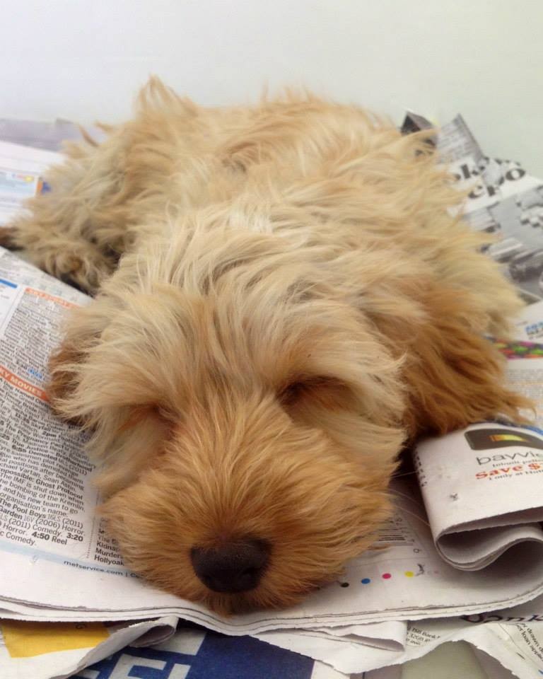 the pet center lower hutt