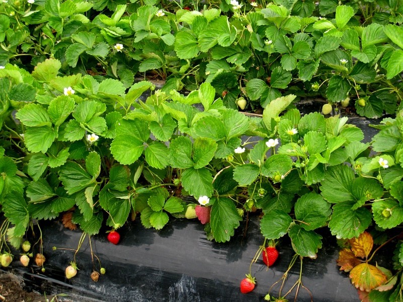 
	Phil Grieg Strawberry Gardens in Kumeu is one of the most iconic places in Auckland to pick your own fruit.
