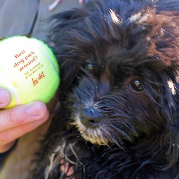 Places to walk your dog in Auckland, Out & About