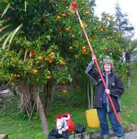 Organiser Di Celliers picking mandarins to give away